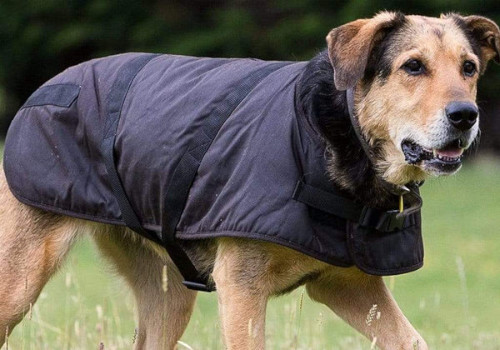 PET ACCESSORIES